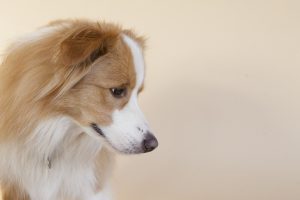 Profile of a blonde border collie dog