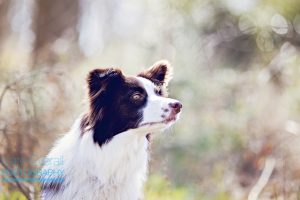 Natural outdoor dog photography Milton Keynes Buckinghamshire