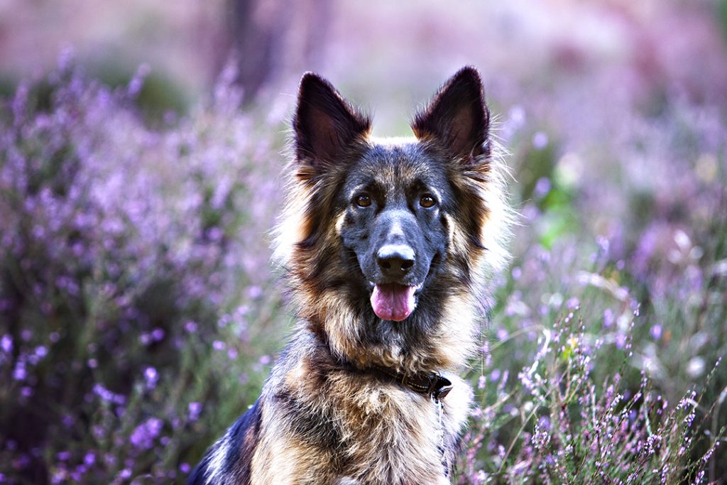 German Shepard dog sits amongst the heather in Bedfordshire