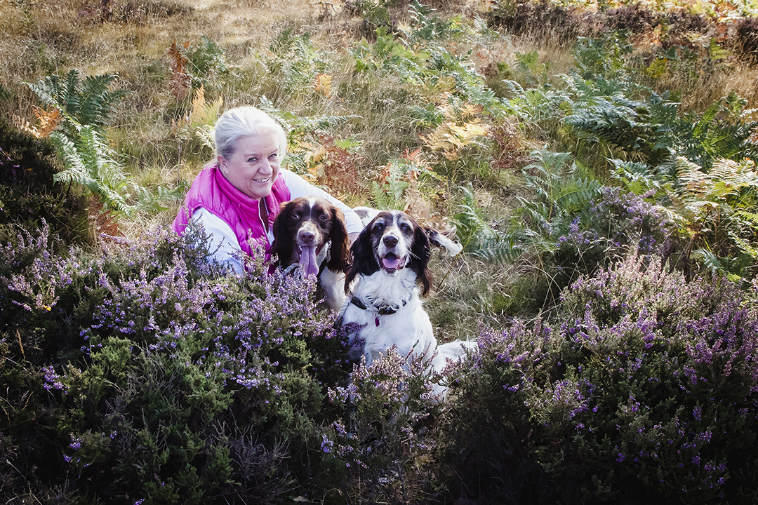 Woman sitting in the heather of Rushmere Park in Bedfordshire with two Springer Spanilel dogs