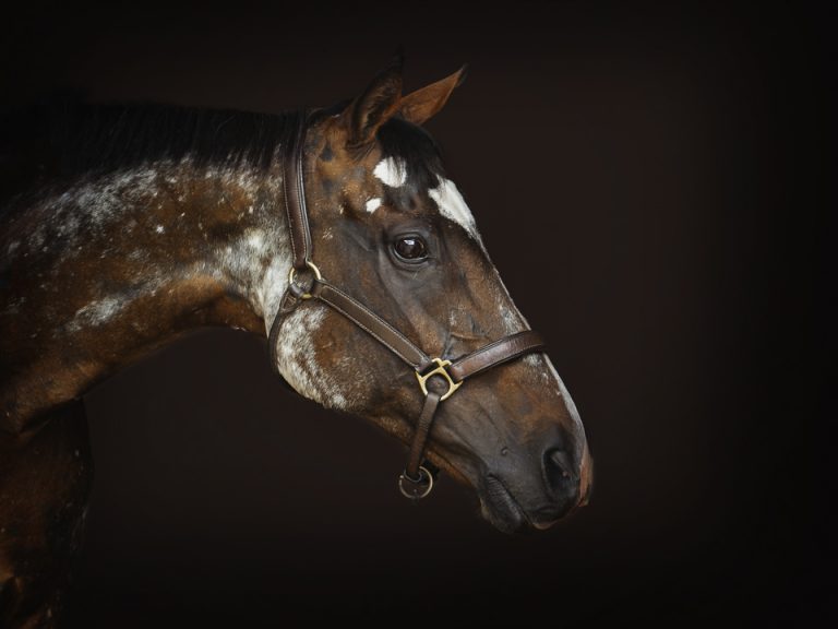 Beautifully marked thoroughbred horse profile against a black background