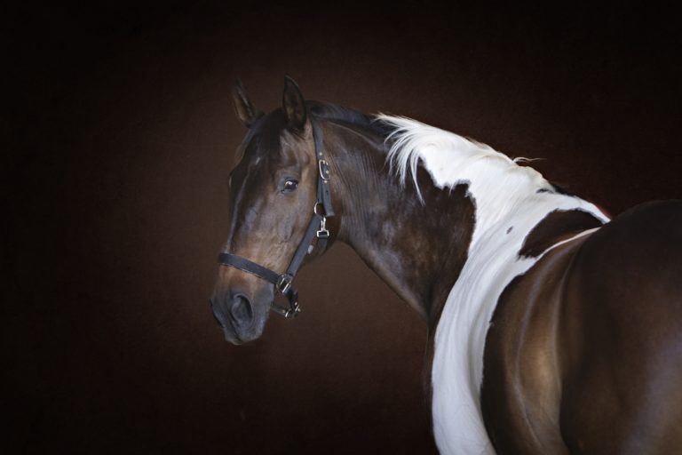 Oxfordshire-equine-horse-139