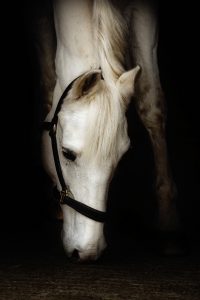 Buckinghamshire-fine art-equine-portrait