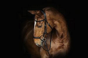 Chesnut horse head and curved neck against a black background