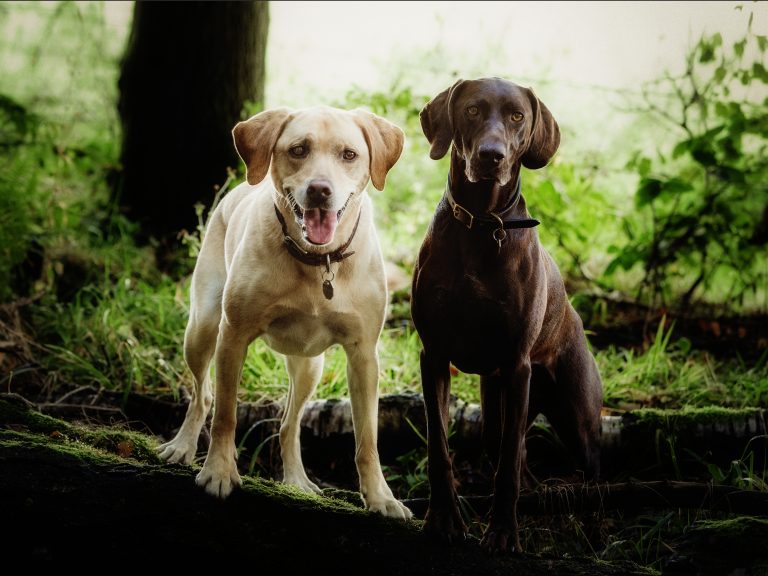 Two dogs standing together in a northamptonshire wood