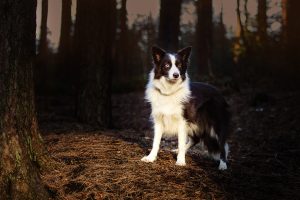 Border collie dog stands in the woods near Milton Keynes, Buckinghamshire
