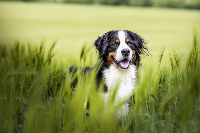 Dog standing in wheat field in Bedfordshire