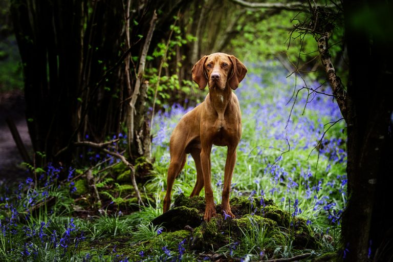 Buckinghamshire-dog-photography-7191