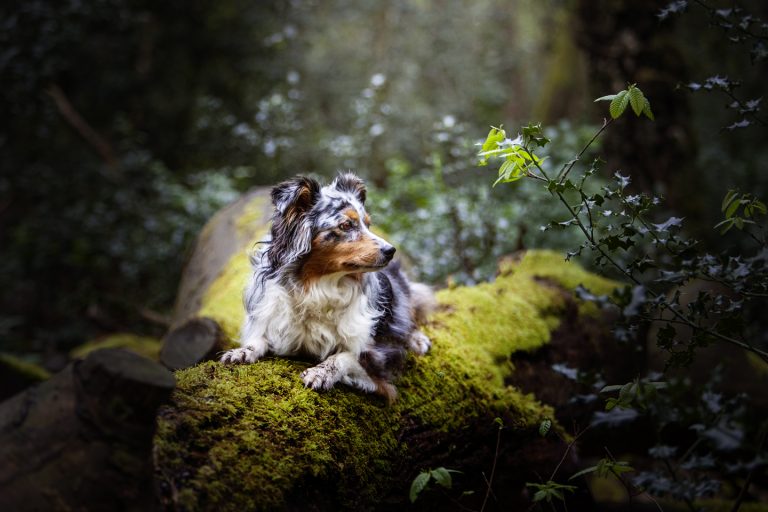 Dog on a log in woods