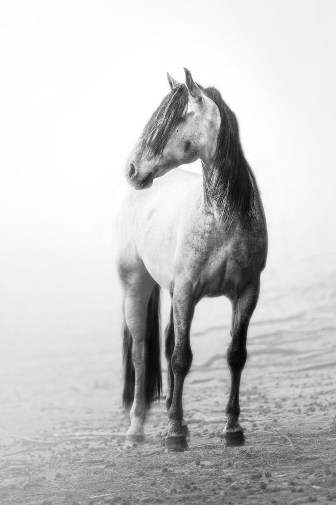 Black and white photograph of a grey horse standing on sand