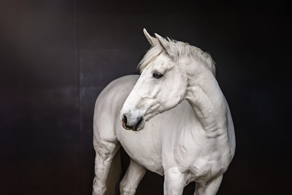 Fine art photographic portrait of grey horse against a dark background in Buckinghamshire